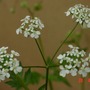 Cow Parsley flower detail (Anthriscus sylvestris (Cow Parsley))