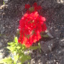 verbena (Verbena canadensis)