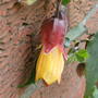 Abutilon_kentish_belle_april_09