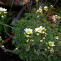 A garden flower photo (Saxifraga aizoides (Evergreen Saxifrage))