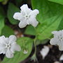 Omphalodes verna 'Alba' (Omphalodes verna 'Alba')