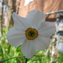 Narcissus poeticus