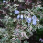Polemonium 'Stairway to Heaven' (Polemonium)