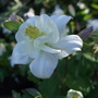 Aquilegia__origami_