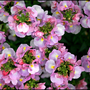 Flowers-8