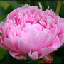 Flowers-14