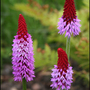 Flowers-20
