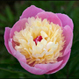 Flowers-37