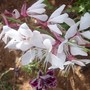 Gaura Lindheimeri (Gaura lindheimeri (Gaura))
