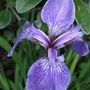 Iris setosa 'Dwarf' (Iris setosa)