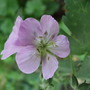 Geranium_maculatum__beth_chatto_