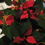 11-13-08_006