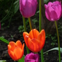 Tulipa