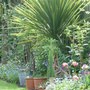 Cordyline and Forget-me-nots