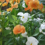 Winter Pansies as fresh as a daisy! (Viola)