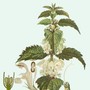 White deadnettle (Lamium Album (White deadnettle).)