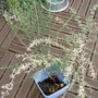 sick tea tree (Leptospermum scoparium (New Zealand tea tree))
