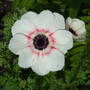 Anemone_de_caen__bicolor_