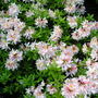 A garden flower photo