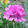 Armeria maritima - 2009 (Armeria maritima)
