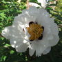Paeonia rockii - 2009 (Paeonia rockii)
