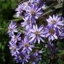 Olearia