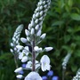 Veronica__tissington_white_