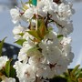 Plum 'Princess Kay' ~ Prunus Nigra (Prunus nigra 'Princess Kay')