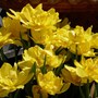 Double tulip 'Monte Carlo' (Tulipa double early 'Monte Carlo')