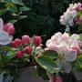 Apple blossom