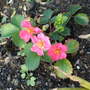 Alpine Strawberry.