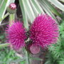 Cirsium rivulare 'Atropurpureum' - 2009 (Cirsium rivulare 'Atropurpureum')