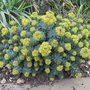 Rhodiola rosea - 2009 (Rhodiola rosea)