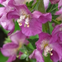 Verbascum