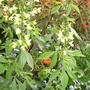 Thermopsis