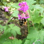 geranium macrorrhizum & bee (Geranium macrorhizum)