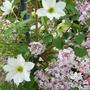 spring blossom