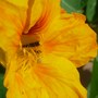 Nasturtium Orange (Tropaeolum majus (Compact Nasturtium))