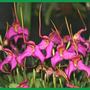Orchid