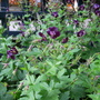 Captured_2007-5-18_00034