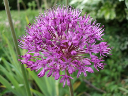 Allium 'Purple Sensation' (Allium 'Purple Sensation')
