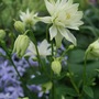Aquilegia__clementine__stem