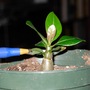 Adenium ~ For Milky (Adenium obesum (Desert Rose))
