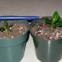 Adenium seedlings ~ for Milky
