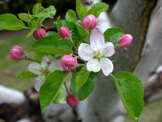 Apple Blossom (Malus domestica (Apple))