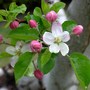 Malus domestica (Apple)