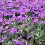 Variegated Aubrieta (Aubrieta argenteovariegata)