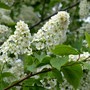 Choke Cherry (Prunus virginiana) (Prunus virginiana)
