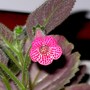 Kohleria 'Peridots Rolo' (kohleria (Peridots Rolo))