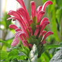 King's Crown (Justicia Carnea)
